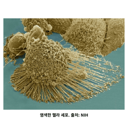 헬라 세포