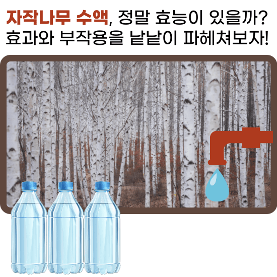 안녕하세요 독자님들 오늘 주제는 나무에서 나오는 수액의 대해서 알아볼까 합니다. 초봄에 특히 많이 건강 식품으로 많이 소비되고 있죠 나무에서 채취하는 수액의 종류는 많이 알려진 고로쇠물, 다래나무 수액, 가래나무 수액 그리고 오늘의 주제인 자작나무 수액 등 있습니다. 특히 자작나무 수액은 수천 년 동안 여러 문화권에서 건강 음료로 소비되어 왔습니다. 이 액체는 봄철 3월~4월 말까지 채취할 수 있으며, 생명력이 넘치는 자작나무에서 얻어진 순수한 선물입니다. 그렇다면, 이 자작나무 수액에는 어떤 비밀이 숨겨져 있을까요? 이 수액 또한 장점과 단점이 있다고 합니다. 이 글에서는 자작나무 수액의 대해 알아보고, 그 효능과 잠재적인 부작용에 대해 조금은 깊게 알아보는 시간을 가져 볼까 합니다.